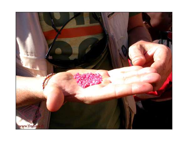 saphirs_umba_(21)_071010064936